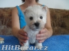 west highland white terrier
