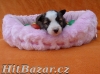 Border kolie s PP - 3