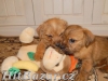 Norfolk Terrier - 4
