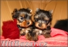 Yorkshire terrier - 2
