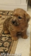 Norfolk Terrier
