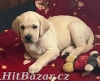 Labrador retriver s PP (smetanová) - 3