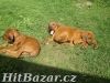 štěňátka Rhodeského Ridgeback s PP - 2