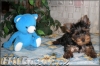 yorkshire terrier - 2