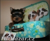 yorkshire terrier - 3