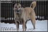 Kangal /Anatolský pastevecký pes/ - 3