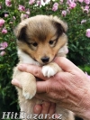 Zlatá štěňátka sheltie s PP - 2