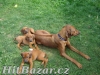 štěňátka Rhodeského Ridgeback s PP - 3