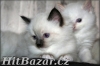 koťata Ragdoll s PP