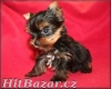 yorkshire terrier - pejsci i fenečky - 3
