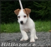 Jack russel terier - 3