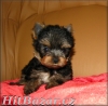 Yorkshire terrier - 3