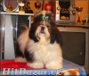 6 měsíční fenka shih - tzu  - 2