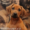 Rhodéský ridgeback - štěňata s PP