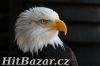 Donald Trump a cena zlata - 2