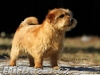 Norfolk Terrier - 4