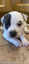 American bully XL štěňátka ABKC - 4