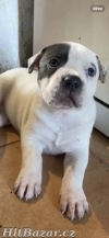 American bully XL štěňátka ABKC - 3