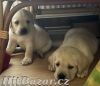 Labrador retriver s PP (smetanová) - 4