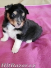 Šeltie - sheltie, pejsci s PP
