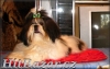 6 měsíční fenka shih - tzu 