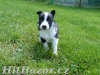 Border kolie  - 2