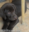 Labradorský retrívr - čokoládová štěňátka
