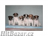 jack russel terier