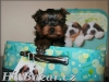 yorkshire terrier - 2