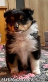Šeltie/sheltie - Tricolor pejsek s PP - 4