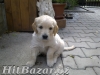 Zlatý retriever