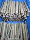 Japonský topol - sadbový materiál