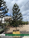 Blahočet čilský - Araucaria araucana - 4