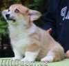 Predám šteniatka welsh corgi pembroke s PP - 3