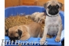 Mops štěňátka - 3