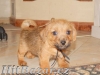 Norfolk Terrier - 3