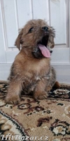 Norfolk Terrier - 3