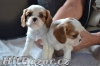 Kavalír king charles spaniel