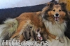 Zlatá štěňátka sheltie s PP - 4