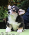 Predám šteniatka welsh corgi pembroke s PP - 2