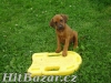 štěňátka Rhodeského Ridgeback s PP