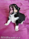 Šeltie - sheltie, pejsci s PP - 3