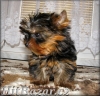 yorkshire terrier - maličký pejsek - 7