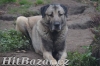 Kangal /Anatolský pastevecký pes/ - 4