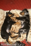 Beauceron štěňata Slzy Katharů - 2