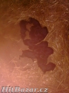 Štěňata rotvajlera - 4