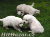 ZLATÝ RETRIEVER a FLAT COATED RETRIEVER - 7