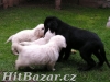 ZLATÝ RETRIEVER a FLAT COATED RETRIEVER
