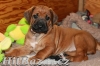 Rhodéský Ridgeback štěňátka s PP. - 3