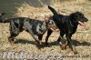 Beauceron štěňata Slzy Katharů